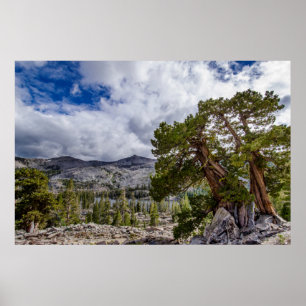 Sierra-en och städsegröna träd poster