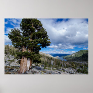 Sierra Juniper och Evergreen Träd 2 Poster
