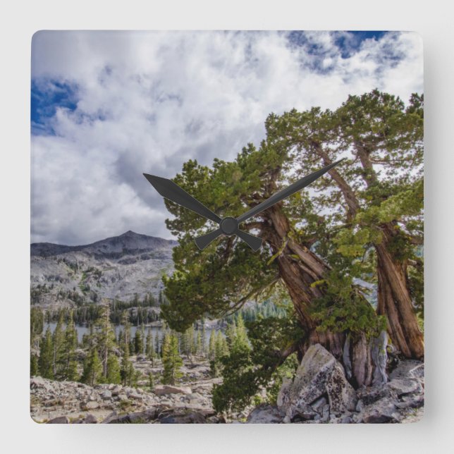 Sierra Juniper och Evergreen Träd Fyrkantig Klocka (Framsida)