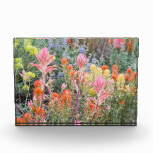 Sierra kärnmjölkvildblommar