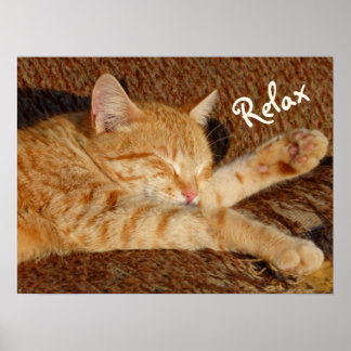 Siesta - avslappnande katt poster