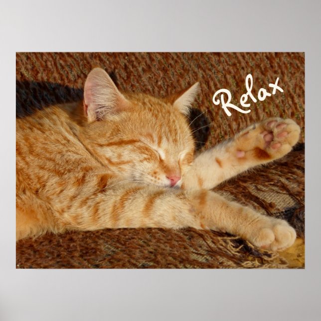 Siesta - avslappnande katt poster (Framsidan)