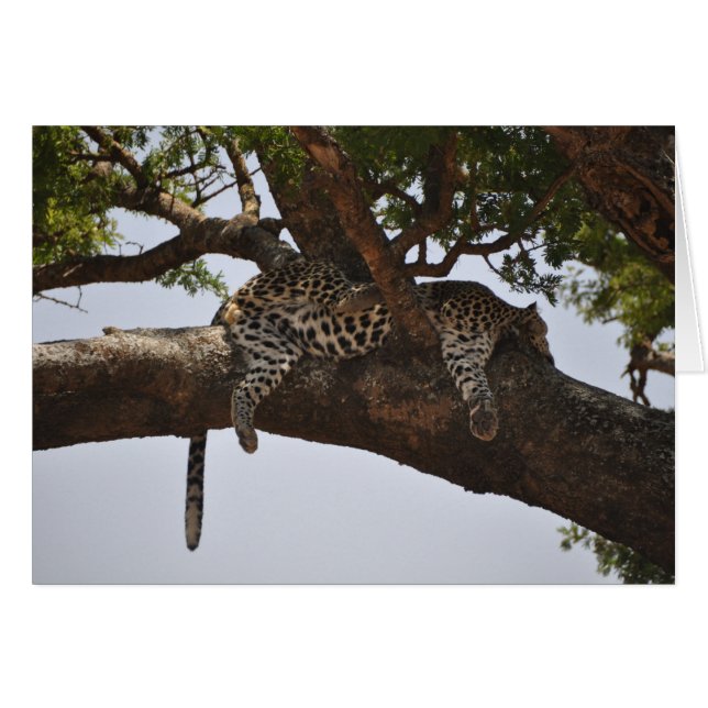 Siesta Hälsningskort (Framsidan Horizontal)