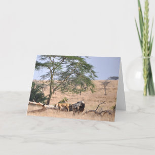 Siesta, Serengeti Kort