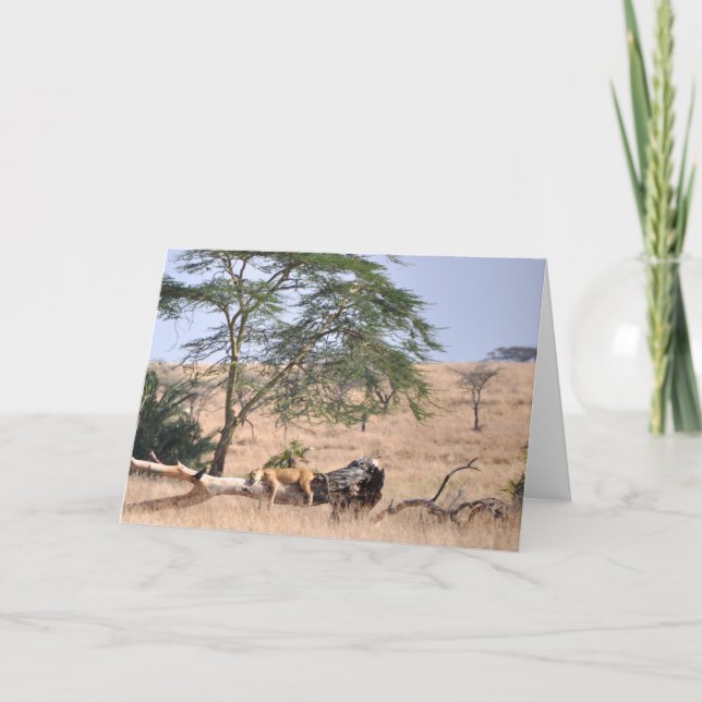 Siesta, Serengeti Kort (Framsida)
