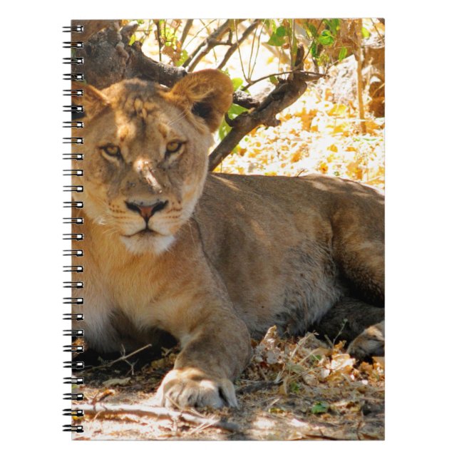 Siesta Time Anteckningsbok (Framsidan)