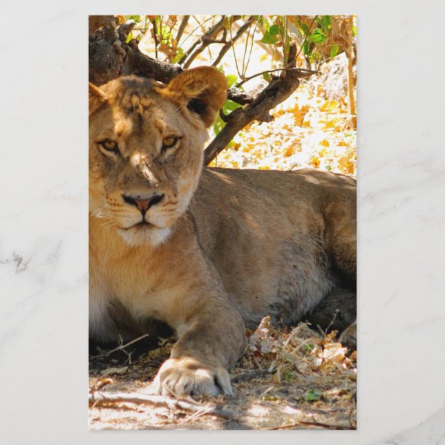 Siesta Time Brevpapper (Framsida)