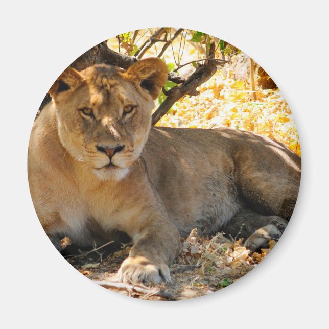 Siesta Time Magnet (Framsidan)