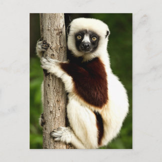 Sifaka Lemur i Madagascar Forest Vykort