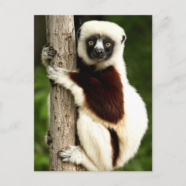 Sifaka Lemur i Madagascar Forest Vykort (Framsida)
