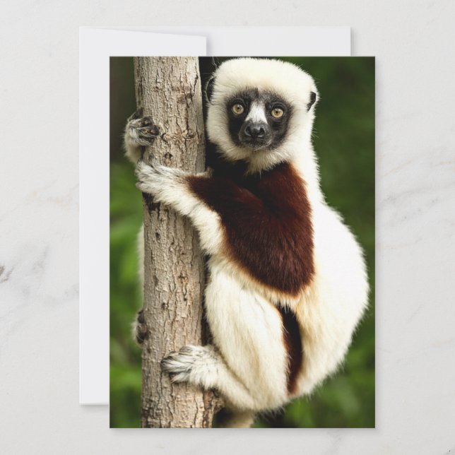 Sifaka Lemur i Madagaskar skog Anteckningskort (Framsida)