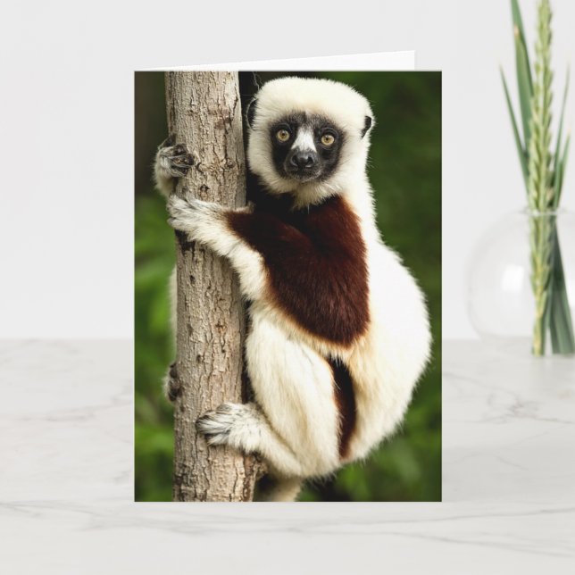 Sifaka Lemur i Madagaskar skog Kort (Framsida)