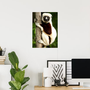 Sifaka Lemur i Madagaskar skog Poster