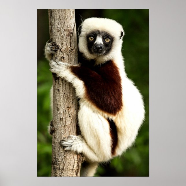 Sifaka Lemur i Madagaskars skog Poster (Framsidan)