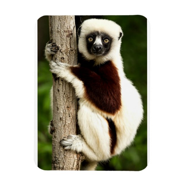 Sifaka Lemur i Madagaskarskogen Magnet (Vertikal)