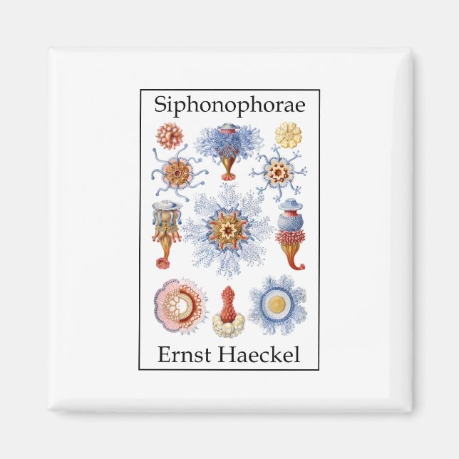 Sifonophorae av Ernst Haeckel Magnet (Framsidan)