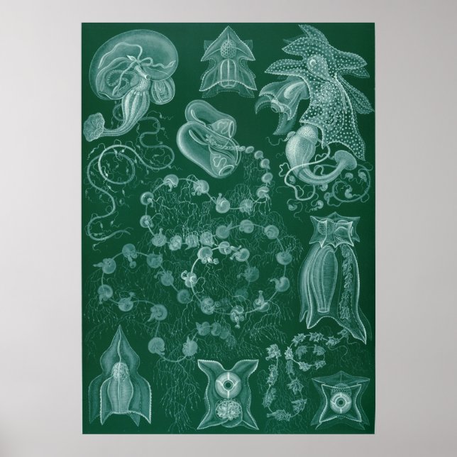 Sifonophorae Poster (Framsidan)