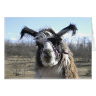 sigh_llama_njoy_D1477 Hälsningskort