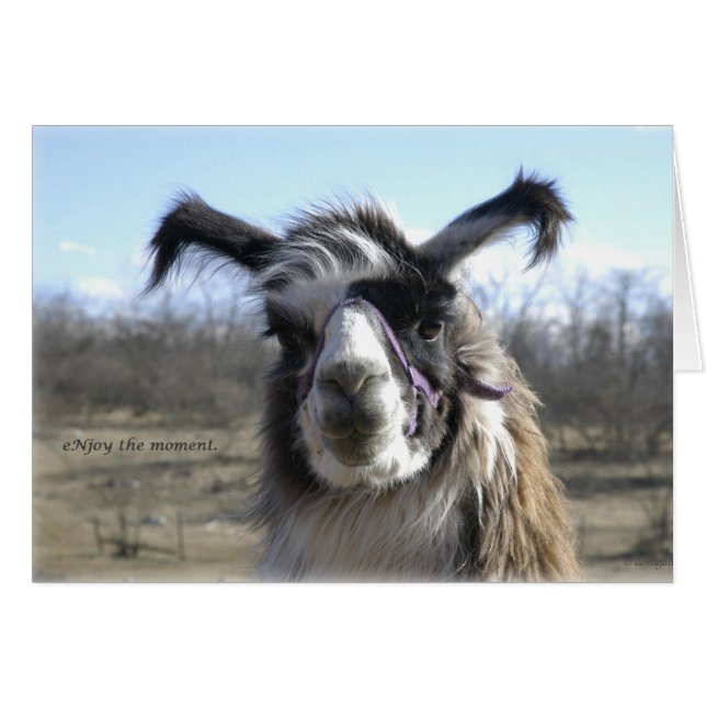sigh_llama_njoy_D1477 Hälsningskort (Framsidan Horizontal)