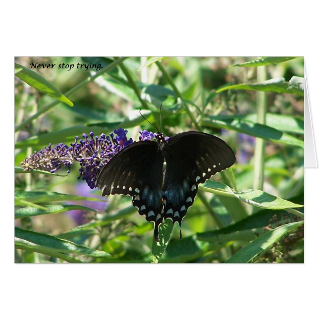 sigh_spicebush_never_stop_1363x hälsningskort (Framsidan Horizontal)