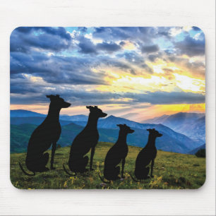 Sighthounds - Greyhound Sunset Musmatta