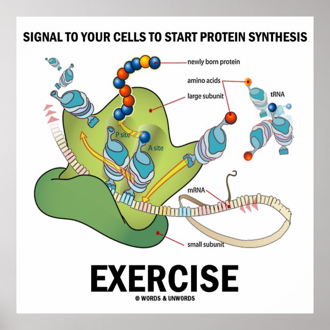 Signal för att starta proteinsyntesövning poster (Framsidan)