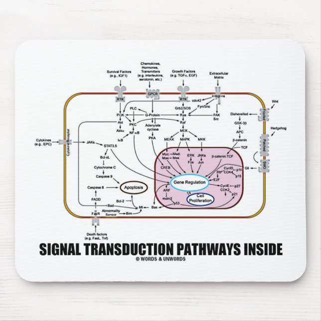 Signalera Transductionbanainsida (cellbiologi) Musmatta (Framsidan)