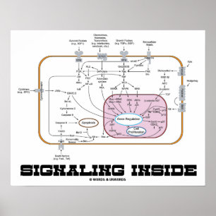 Signalerandeinsida (signalera Transductionbanor), Poster