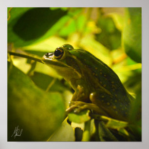 Signerad Grönt och Golden Bell Frog Poster