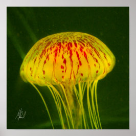 Signerad Gult Jellyfish Poster