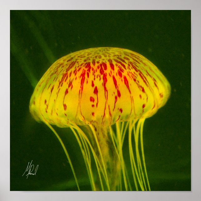 Signerad Gult Jellyfish Poster (Framsidan)