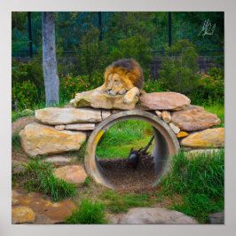 Signerad Lejon Poster