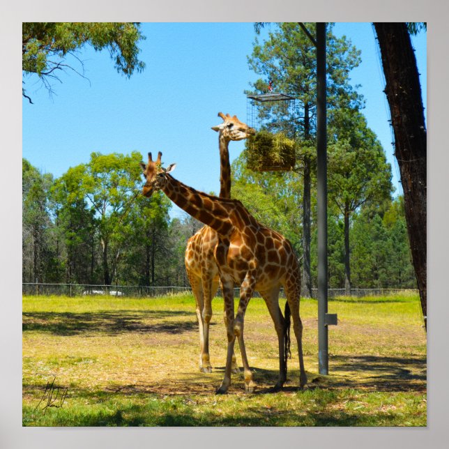Signerad Taronga Western Plains Zoo Dubbo - Giraff Poster (Framsidan)