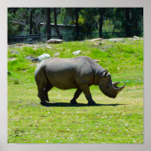 Signerad Taronga Western Plains Zoo Dubbo - Rhino