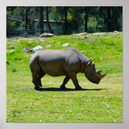 Signerad Taronga Western Plains Zoo Dubbo - Rhino Poster
