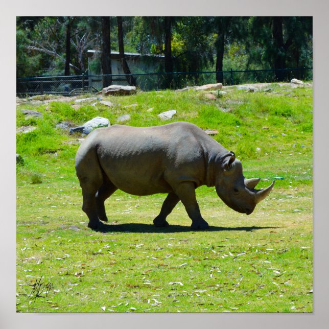 Signerad Taronga Western Plains Zoo Dubbo - Rhino Poster (Framsidan)
