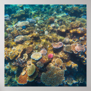 Signerad Underbar barriärref Coral - #4 Poster