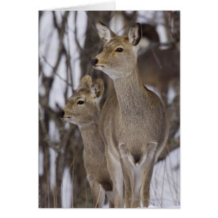 Sika Hjort Doe and Young, Hokkaido, Japan Hälsningskort
