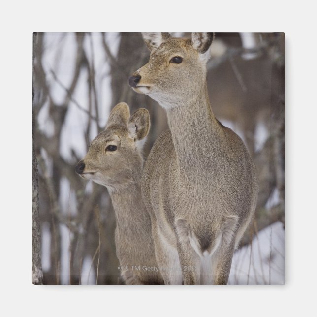 Sika Hjort Doe and Young, Hokkaido, Japan Magnet (Framsidan)