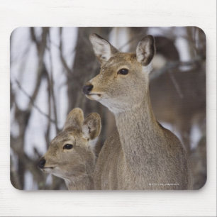 Sika Hjort Doe and Young, Hokkaido, Japan Musmatta