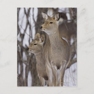 Sika Hjort Doe & Young Hokkaido, Japan Vykort