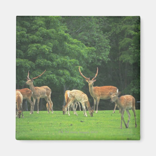 Sika hjort står i en clearingorganisation magnet (Framsidan)