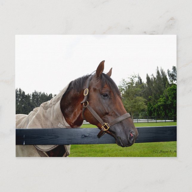 sikt över häst över stängsel vykort (Framsida)