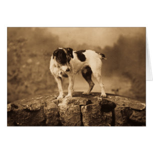 Sila den vintagejackRussell terrieren Hälsningskort