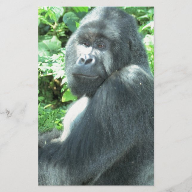 Silback Gorilla (Framsida)
