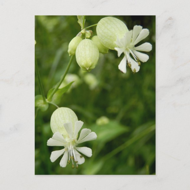 Silene Vulgaris vykort (Framsida)