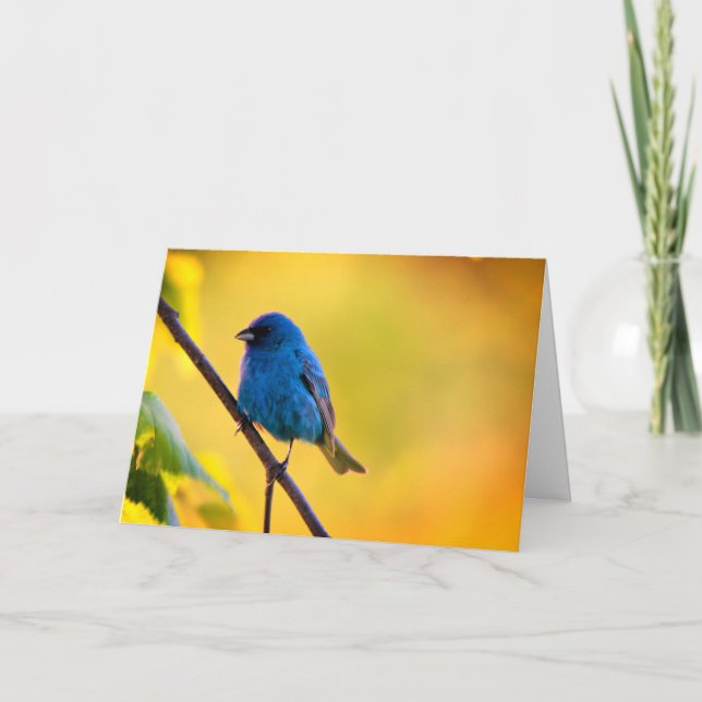 Silent wonders blank greeting card Indigo Bunting Kort (Framsida)