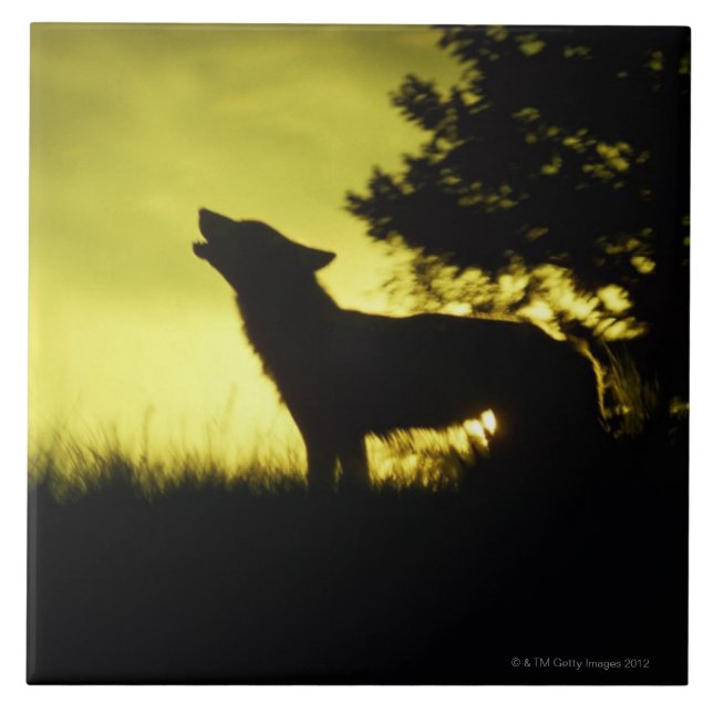 Silhouette av att tjuta för varg kakelplatta (Framsidan)