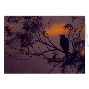 Silhouette av den Harris höken (den Parabuteo Hälsningskort
