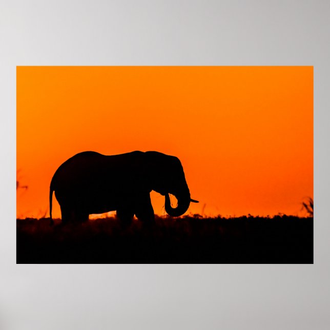 Silhouette av en elefant i Sunset Poster (Framsidan)